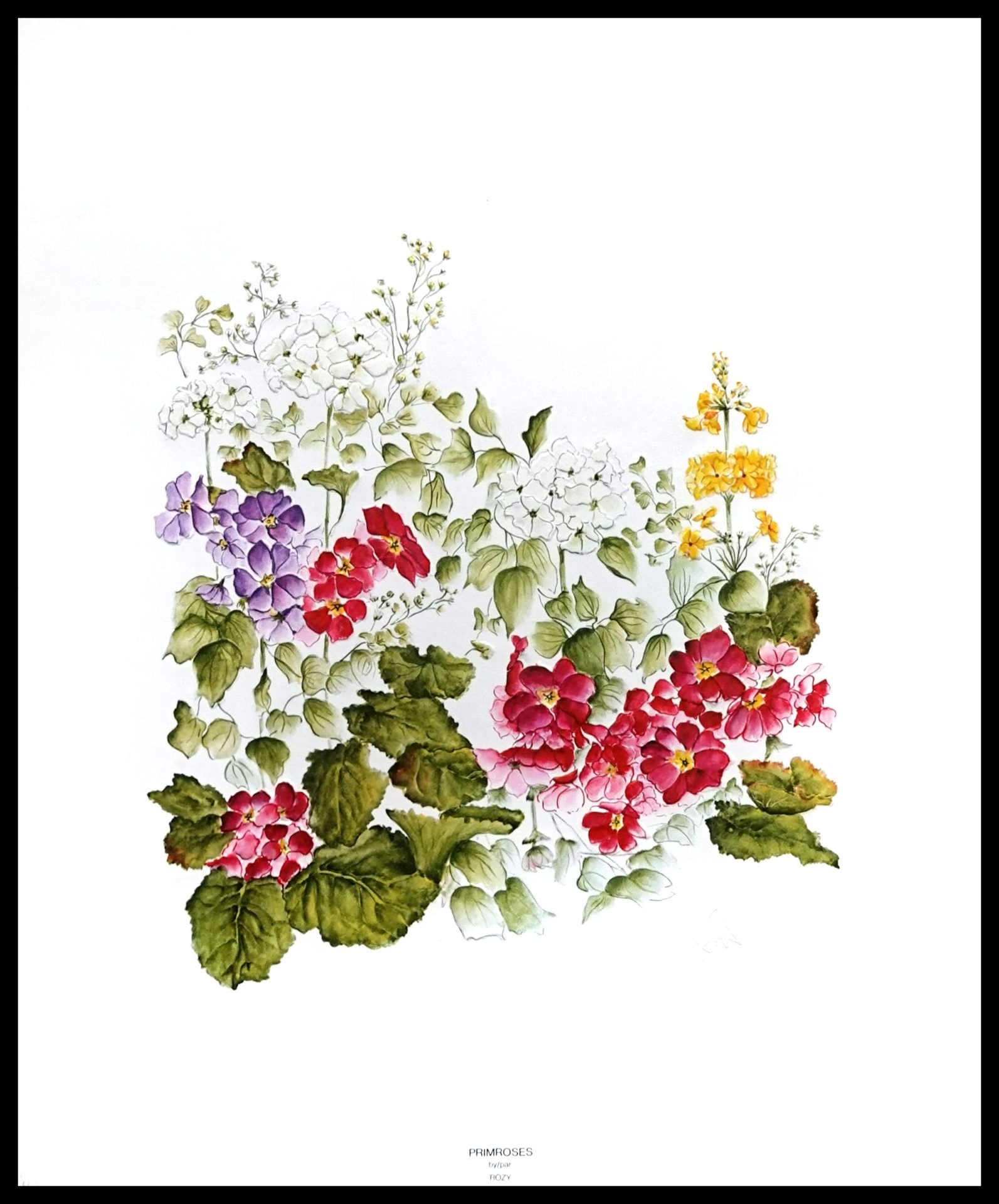 HP Z-012 Primroses